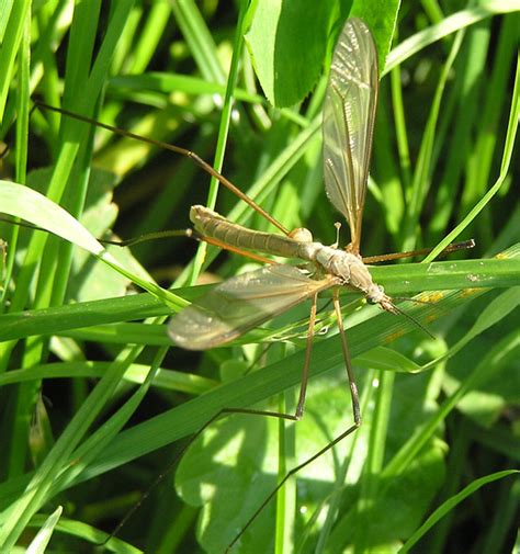 Wiesenschnake Tipula Paludosa