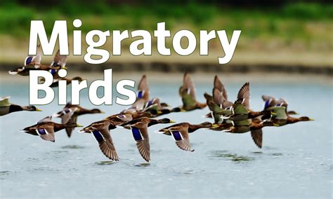 Migratory Birds