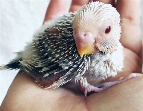 Male Or Female Your Budgie Sexing Guide Planet Pet