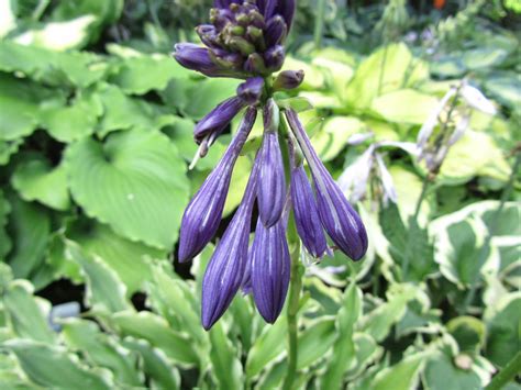 Cheesehead Gardening: The often overlooked hosta flower