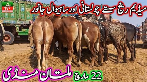 Multan Cattle Market Medium Janwar Update Today New Multan Cow Mandi