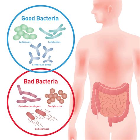 Lactobacillus Acidophilus – Benefits of Gut Health (UPDATE: Jun 2018) | 12 Things You Need to Know