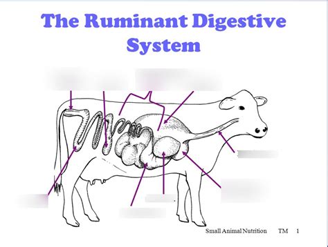 Ruminant Digestive System Diagram Quizlet