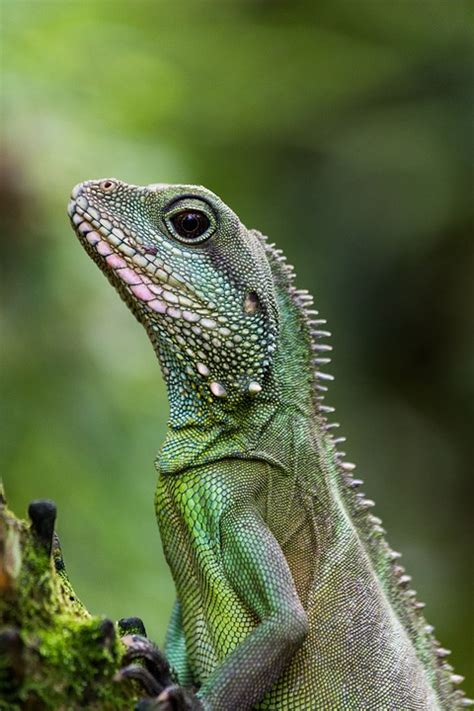 Lizard Close Up Green Free Photo On Pixabay Pixabay