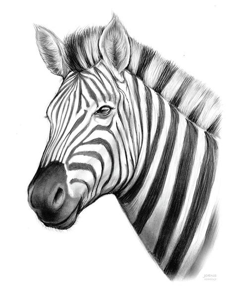 Cool Zebra Drawing