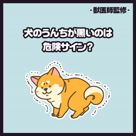 【獣医師監修】犬のうんちが黒いのは危険なサイン？原因や考えられる病気、受診の目安