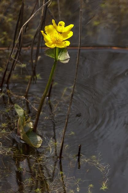 Premium Photo Marsh Marigold Caltha Palustris Flowering In Springtime