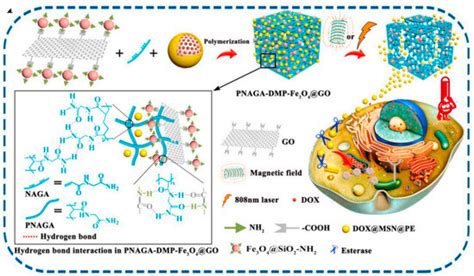 Gels Free Full Text Mesoporous Materials Make Hydrogels More