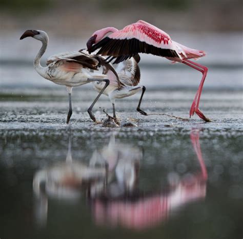 Lesser Flamingos Running To Fly Stock Photo Image Of Grassland