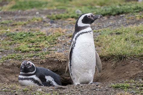 Magellanic penguin (Spheniscus magellanicus), a pair of breeding ...