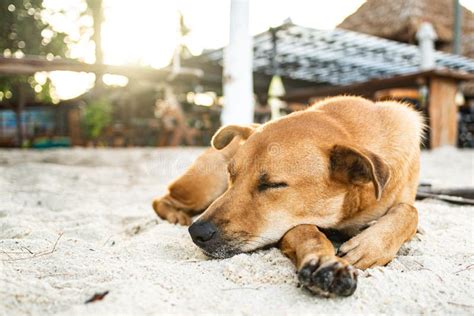 Dog Sleeping On The Beach Dog In Holiday At The Beach In Front Of The