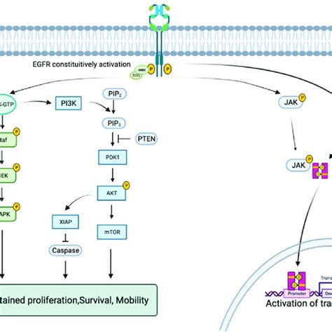 Summary Of The Egfr Tki Signal Transduction Pathway Download Scientific Diagram