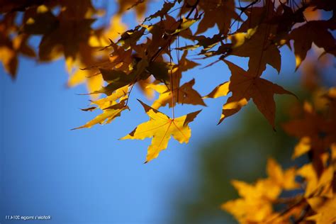 Wallpaper Sunlight Depth Of Field Nature Branch Yellow Maple