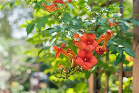 Premium Photo | Trumpet vine flowers