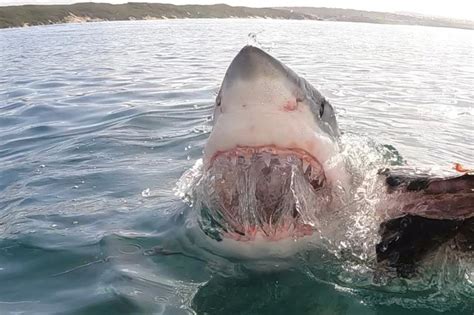 Terrifying Moment Four Great White Sharks Lunge At