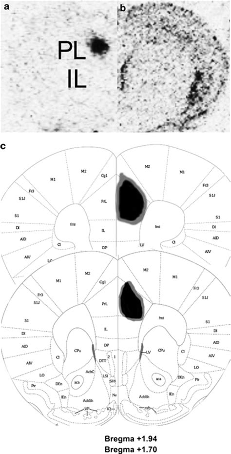 Representative Images Of Site Specific Inducible PL Bdnf Knockdown A