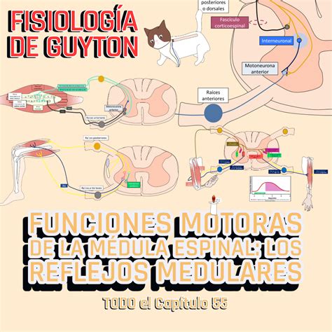 PRESENTACIONES COMPLETAS l Fisiología de Guyton l TODO el capítulo 55 l