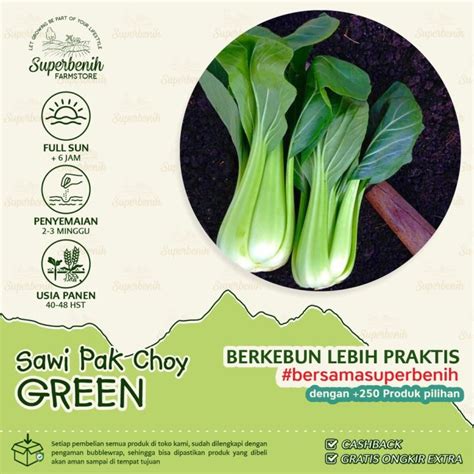 100 Biji Benih Sawi Pakcoy GREEN Pak Choy Pakchoy Sangat Cocok