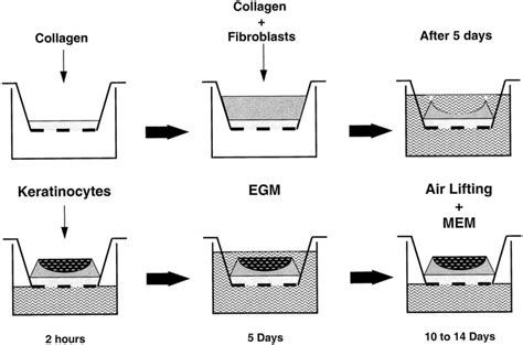 The overview of transwell/Boyden chamber approach protocol. The... | Download Scientific Diagram