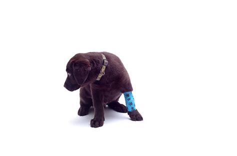 70 Dog With Bandaged Broken Leg Stock Photos Pictures And Royalty Free