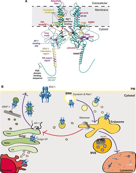 Frontiers Inwardly Rectifying Potassium Channel Kir And Its Kir