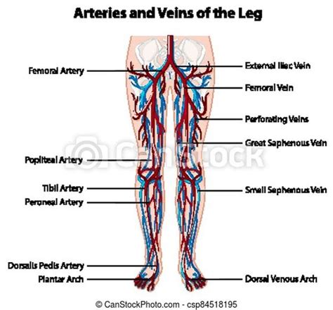 Leg Vein Anatomy Diagram