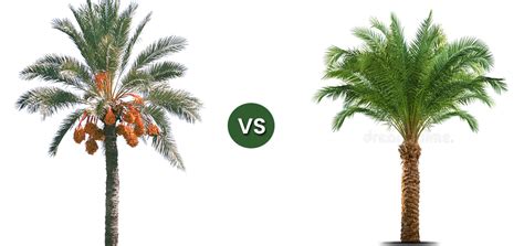 20 Small Types Of Palm Trees Miniature Indoors Vs