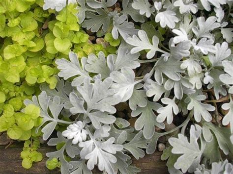 Plantfiles Pictures Artemisia Beach Sage Beach Wormwood Dusty