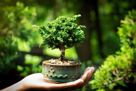 Best Bonsai Tree For Beginners Top 5 Easy To Grow Choices Foliage