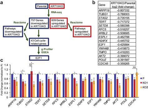 Identification Of E2F1 As A Regulator Of K19 Dependent Gene Expression