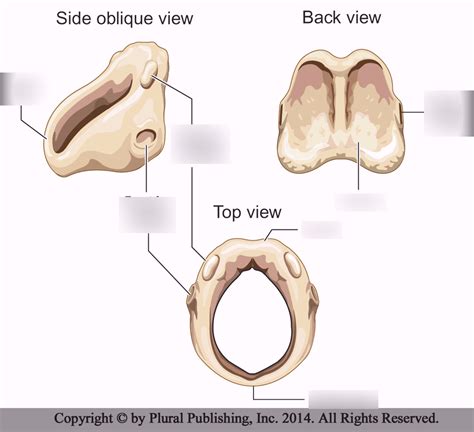 Label cricoid cartilage Diagram | Quizlet