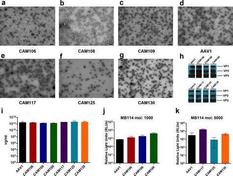 Structure Guided Evolution Of Antigenically Distinct Adeno Associated