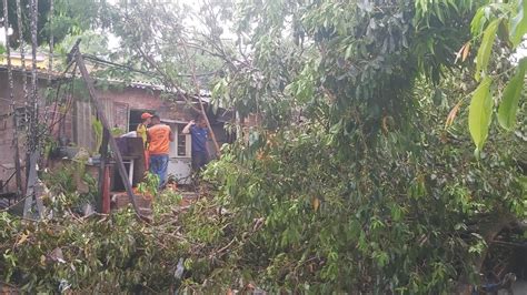 Árvore cai sobre casa durante chuva em Manaus confira outras