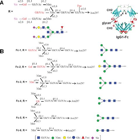 Figure From Chemoenzymatic Synthesis And Fc Receptor Binding Of