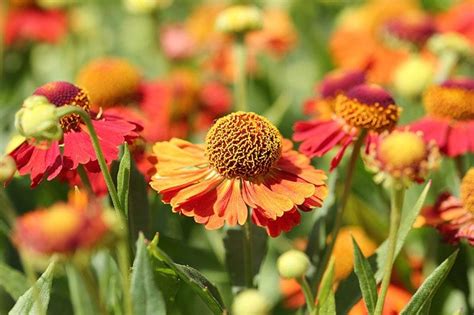 Flores Anuales Y Perennes