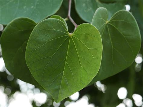 Cercis_canadensis_Leaves_palmately-veined_simple_alternate_Jul_MMF | Master Gardeners of ...