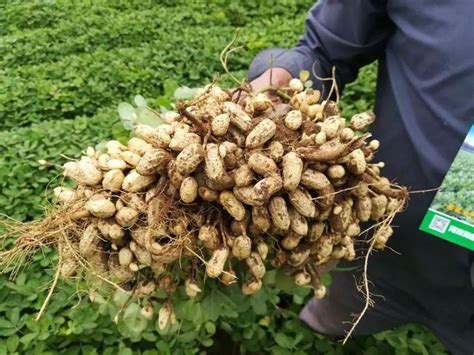 河南豫研种子科技有限公司 花生 生育期 种植