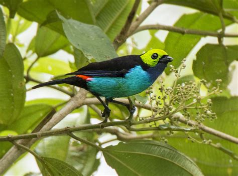 Paradise Tanager Owen Deutsch Photography