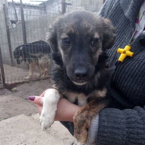 Alina Chien Croisé e à l adoption Neuilly Plaisance Pet Adoption