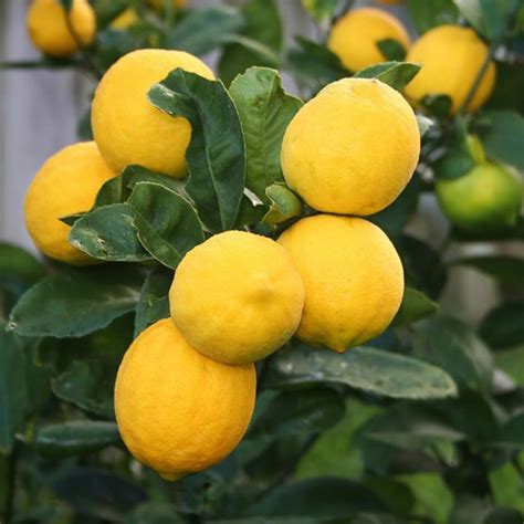 Improved Meyer Lemon Tree Evergreen Nursery