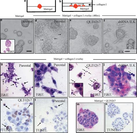 Ilk Is Required For Tumor Cell Invasion Ex Vivo A Experimental Setup