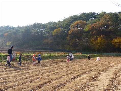 Corinne In Korea Sweet Potato Farm