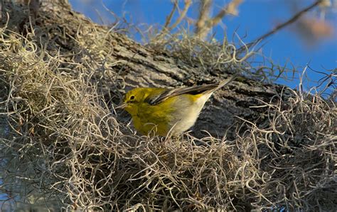 Pine Warbler Setophaga Pinus Brazos Bend State Park Tex Flickr