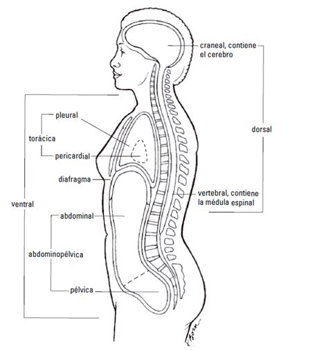 Per Metro Plausible Aut Mata Anatomia Y Fisiologia Para Dummies Cintura