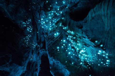 Why New Zealand Has Glowing Luminosity Caves Glow Worm Photos