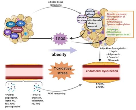 The Interplay Between Adipose Tissue And Vasculature Role Of Oxidative