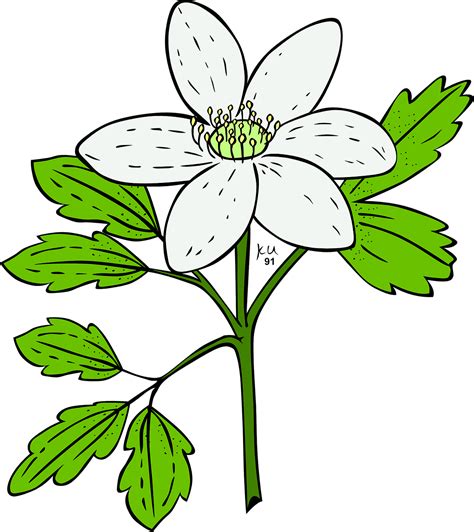 Download Anemone Plant Flower Royalty Free Vector Graphic Pixabay