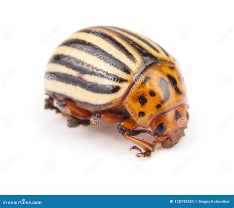 Colorado Potato Beetle Isolated On White Background Stock Photo Image