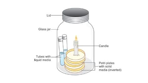 Cultivation Of Anaerobic Bacteria Biology Notes Online