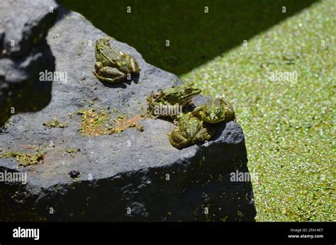 Iberian Green Frog Pelophylax Perezi In Irrigation Ponds Madeira